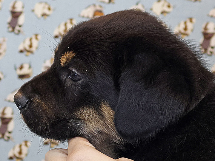 chinook puppy